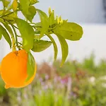 Romantic Garden 公寓 龙达